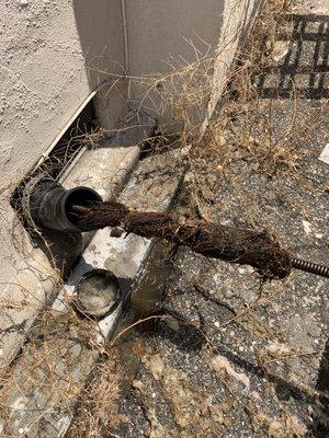 Pulled roots back from main sewer. (through clean out access)