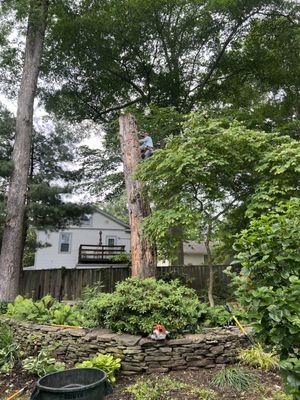 Dead tree removal