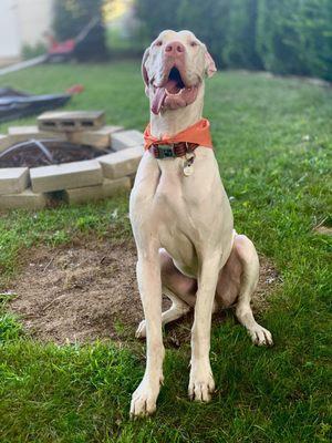 Kayso waiting for his birthday cookie from the goodie bag Dogtopia sent home with him.