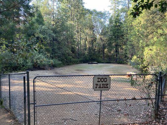 Overgrown blackberry bush Dog park