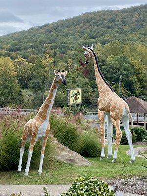 Giraffes!