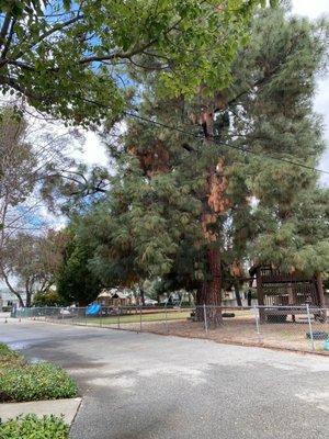 Our main playground is filled with trees for lots of shade and nature discovery.