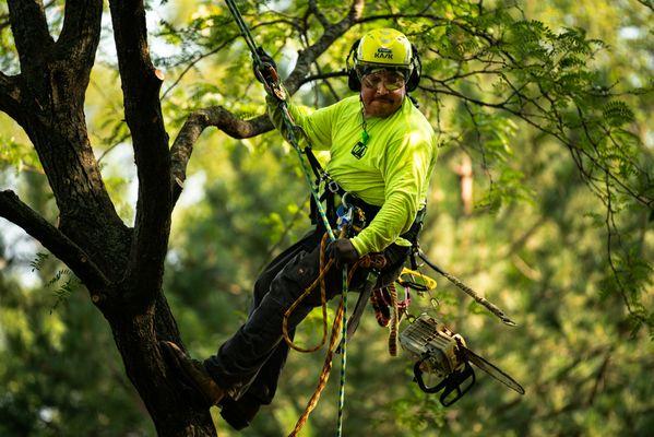 Climber descending tree