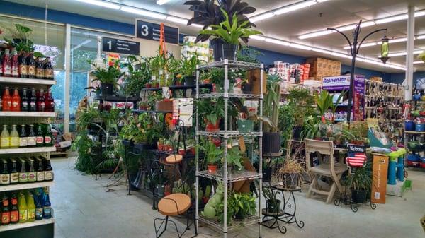 Loads of indoor plants, not to mention the summer plants set up outside right now