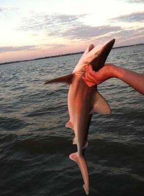 That's an awkward way to hold a shark!