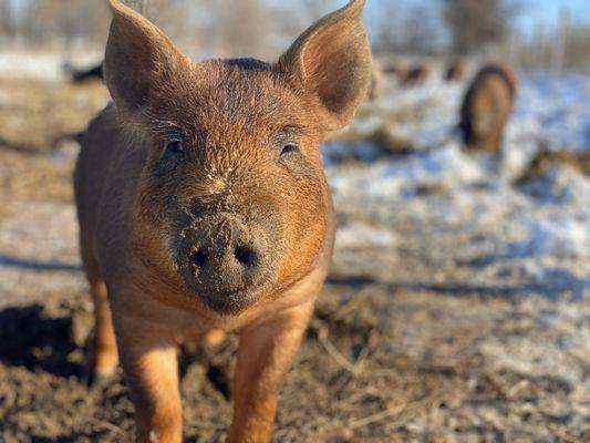 Happy pastured pigs