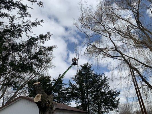 Cottonwood removal