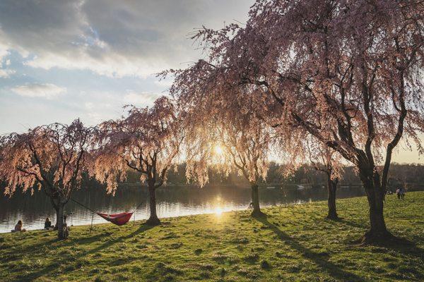 cherry blossom trees in bloom along the schuylkill river at sunset