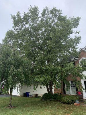 River birch in front