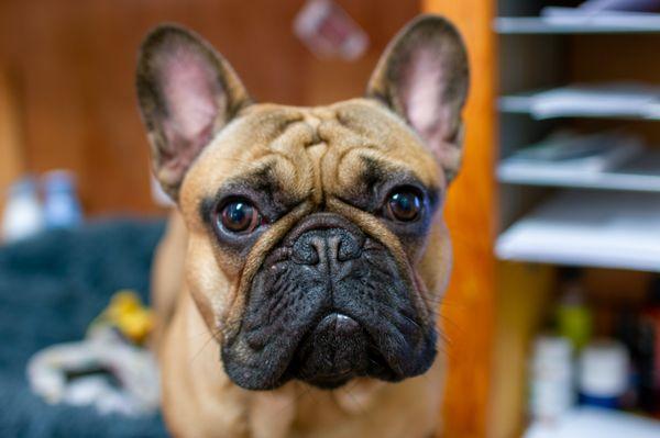 Our office dog, Rocky!