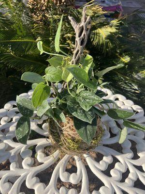 Kokedama Ball, available at crepe bar or pickup per request