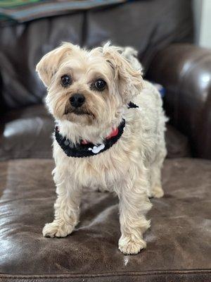 Rocco fresh from the Grooming Studio and Natalie!