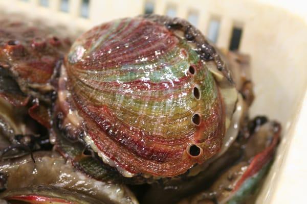 Live local abalone