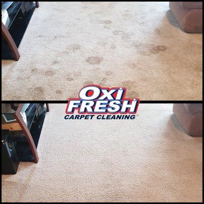 Oxi Fresh Carpet Cleaning