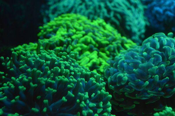 Green Hammer Coral