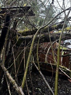 Huge tree that fell Olympia Tree Care removed.