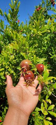 Pomegranates