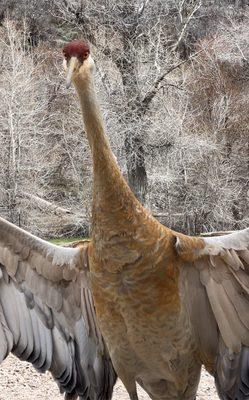 Sandhill Crane I photographed.