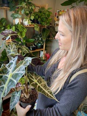 Alocasia Amazonica "Bambino"