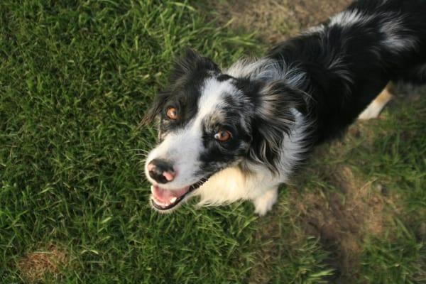 Doodlebug! Her specialty is welcoming timid or shy dogs and helping them to relax and enjoy their stay with us. Best. Dog. Ever!