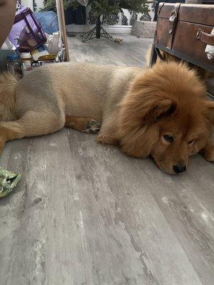 One sad chow chow