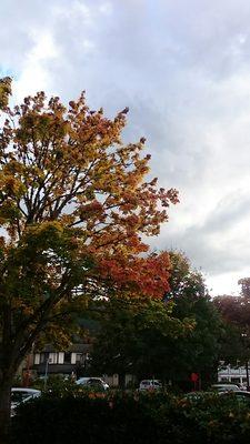 Leaves turning red around the playground.