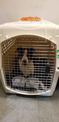 Charlie waiting for the flight after check in (photo from Pets in Transit)