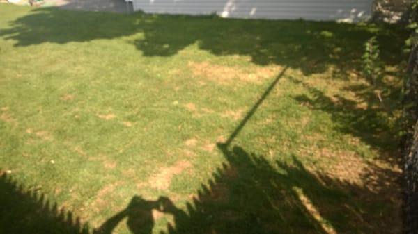 Dead lawn patches