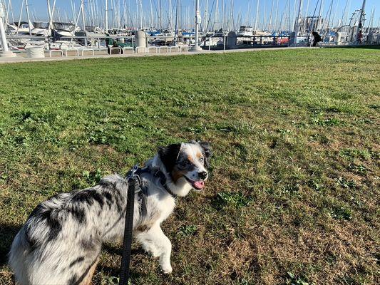 Lucy along the waterfront!