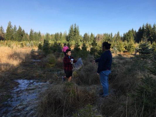 Farmer Brown's Christmas Tree Farm