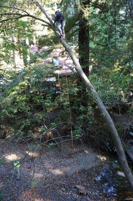 Crew member at the top of one of the leaning trees. Impressive how they handled it.