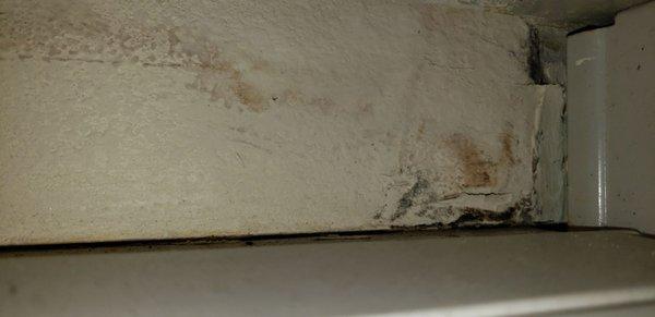 More black mold