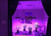 Live Grow Room