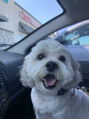 Another great groom by 4 Paws Sierra Vista. That's one happy pupper! Thanks, Ladies!