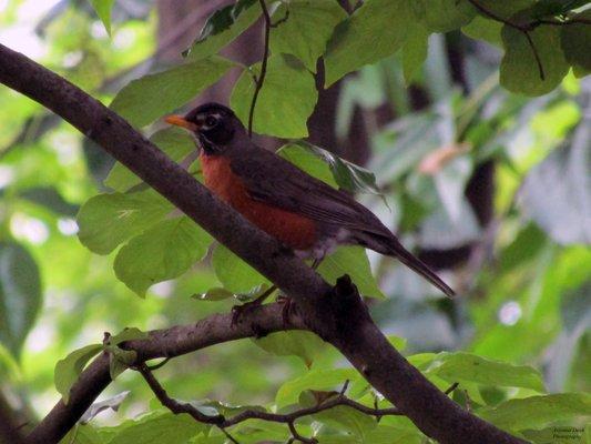 An American Robin hides among the leaves within Sawmill Creek Park.