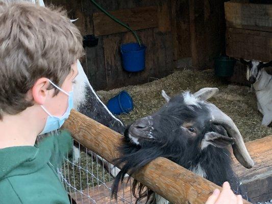 friendly goats