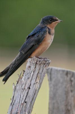 Barn swallow