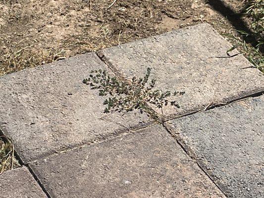 weeds growing in grass where it's supposed to be landscaped.