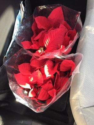 $.50 poinsettias for the Black Friday sale!