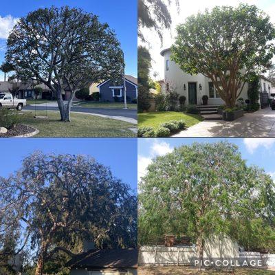 Green Earth Landscapes and Tree Service Inc.