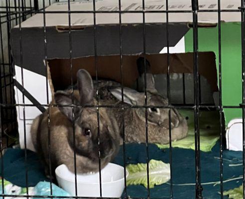 Bunnies Matter Rescue inside Floyd Lamb Park 9200 Tule Springs Rd., Las Vegas, NV 89131 Open on Saturdays 10am-3pm