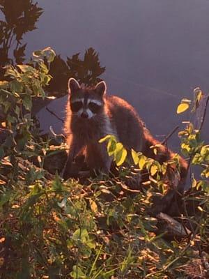 Friendly raccoon