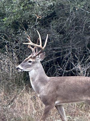 Some beautiful bucks in the park