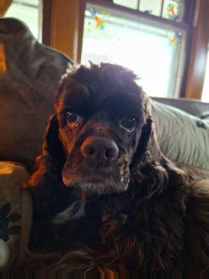 Grooming day,  and Louie has to watch mommie Become " natural" before we head out