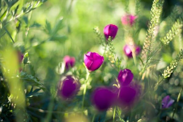 wildflowers