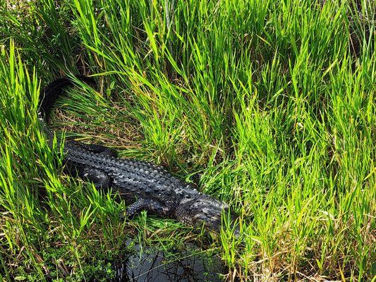 Mama gator