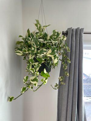 Golden Pothos