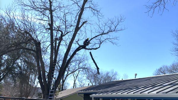 Rodrigo carefully roped the branch and cut sections off to keep from hitting the roof.