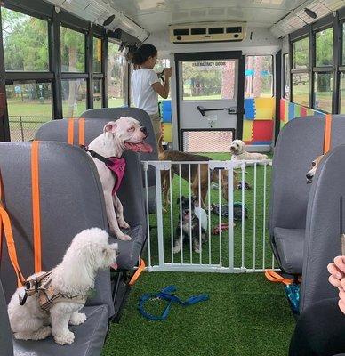 Doggie bus