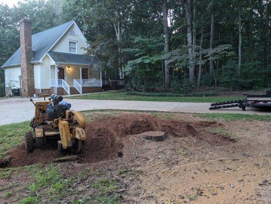 A little before and during removal of stump and roots